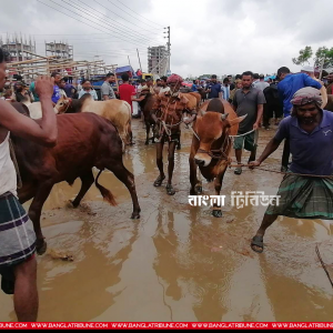 ‘হাটে গরুর গাড়ি নিয়ে টানাটানি করলে কঠোর ব্যবস্থা’ 