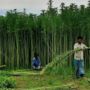 সরকারিভাবে নতুন আর পাটকল আর না,  তবে বেসরকারি অংশগ্রহণ বাড়াতে চায় সরকার