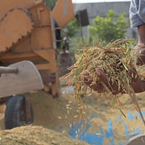 দেশের শস্য ভাণ্ডারে যুক্ত হলো ছয়টি নতুন ধানের জাত