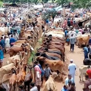 কোরবানি ঘিরে লবণ নিয়ে স্বস্তিতে কাঁচা চামড়ার আড়তদাররা