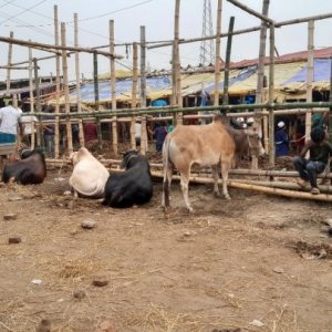 রাজধানীর পশুর হাটগুলোতে কড়া নিরাপত্তা, ব্যসায়ীদের সন্তোষ