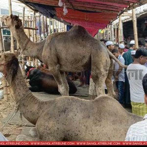 গাবতলী হাটে উটের দাম উঠেছে ২১ লাখ