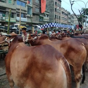 দালালের কারসাজিতে বেশি দাম হাঁকান ব্যবসায়ীরা