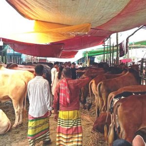 রাজধানীর পশুর হাটে লাখের নিচে গরু নেই