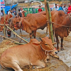 কোরবানির পশুর চামড়ার দাম নিয়ে শঙ্কিত হেফাজত ও ইসলামি দলগুলো