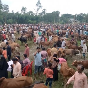 বেড়েছে শরিকে কোরবানি, কমেছে পশু কেনা