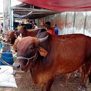 এক পশুর হাটেই কেসিসির আয় সোয়া ২ কোটি টাকা