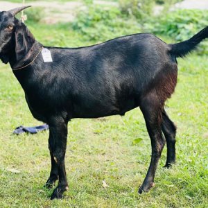 এবার ছাগল পালনে ঋণ দেবে ব্যাংক