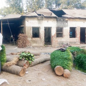 লাভ বেশি হওয়ায় ঘাস হিসেবে বিক্রি হচ্ছে গম গাছ