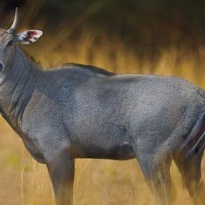 নাটোরে আটক নীলগাইয়ের ঠাঁই হলো গাজীপুরের সাফারি পার্কে