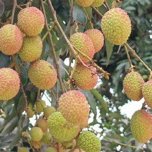 বেদেনা লিচুর জিআই স্বীকৃতি: রফতানির উদ্যোগ চান দিনাজপুরের কৃষকরা