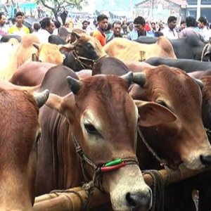 কোরবানির চামড়া সংগ্রহে প্রস্তুত হচ্ছে সাভার শিল্প নগরী