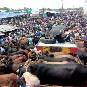 রাজশাহীতে চাহিদার চেয়ে কোরবানির পশু বেশি, বিক্রি হবে ৩০২ হাটে