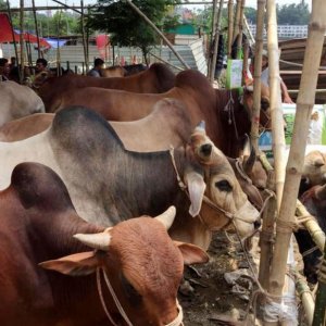 গাজীপুরে এক সপ্তাহে ২৩টি গরু চুরি, আতঙ্কে খামারিরা