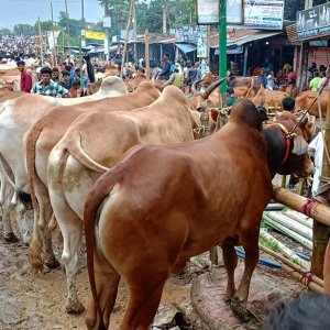 ছোট ও মাঝারি গরুর চাহিদা বেশি