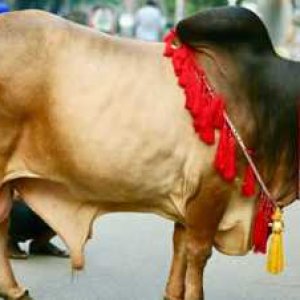 ঈদের নামাজ শেষে শুরু হয়েছে পশু কোরবানি