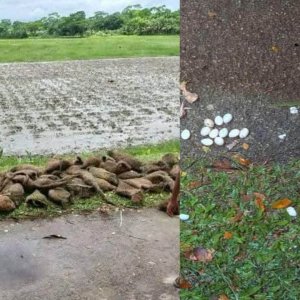 কেটে ফেলা হলো তালগাছ, ‘শতাধিক’ বাবুই পাখির মৃত্যু