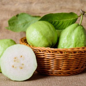 পেয়ারা খেলে এত উপকার পাওয়া যায় জানতেন?