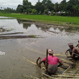 বদলে যাচ্ছে বন্যার সময়, কৃষিতে বিরূপ প্রভাব