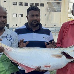 পদ্মার এক ঢাঁই মাছ ৫৯ হাজার টাকায় বিক্রি