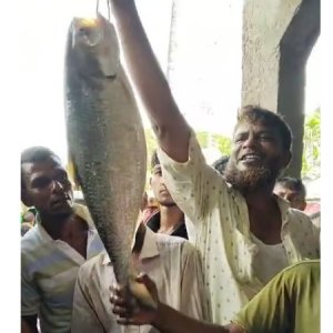 তিন কেজি ওজনের ইলিশ বিক্রি হলো ১০ হাজার টাকায়