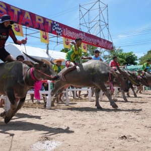 মহিষের সুন্দরী প্রতিযোগিতা!