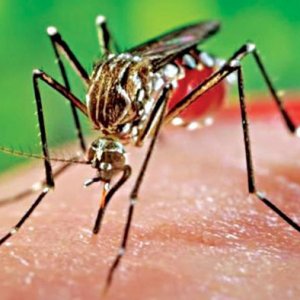 সাবধান, ঘরে ঘরে চিকুনগুনিয়া