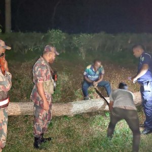 সড়কে গাছ ফেলে ডাকাতির চেষ্টা, বিজিবি-পুলিশের যৌথ অভিযান