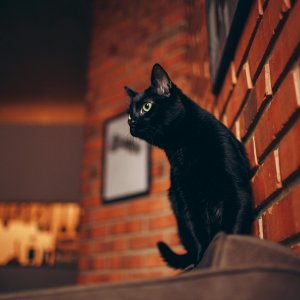 হ্যালোইনে কালো বিড়াল দত্তক নিষিদ্ধ স্প্যানিশ শহরে