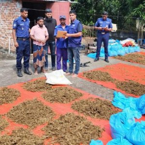 ইউনিয়নের মেম্বারের বাড়ির ছাদে শুকানো হচ্ছিল গাঁজা