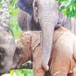 সেই ব্যতিক্রমী গোলাপি হাতি শাবকটির মরদেহ মিললো কাপ্তাই হ্রদে