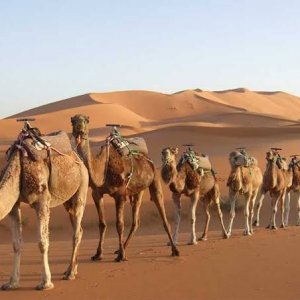 ভারত থেকে হারিয়ে যাচ্ছে উট