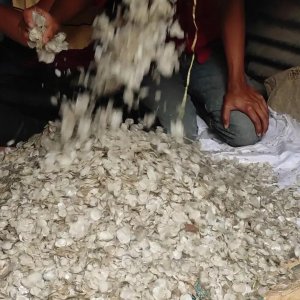 মাছের আঁশ আনছে ডলার, আশার আলো দেখছেন ব্যবসায়ীরা