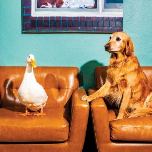 হলিউডে বেকার হয়ে পড়ছে তারকা পশু-পাখিরা