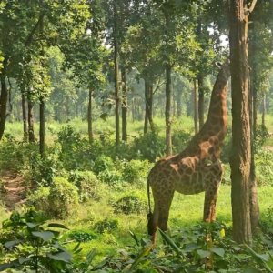 গাজীপুর সাফারি পার্কের শেষ জিরাফটিও মারা গেলো