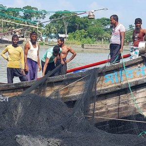 ইলিশ ধরার ২২ দিনের নিষেধাজ্ঞা শেষ হচ্ছে আজ