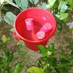 ঝোপ থেকে উদ্ধার করা ককটেল নিক্রিয় করলো পুলিশ