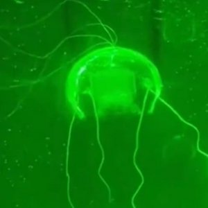 গভীর সমুদ্রে অভিযান চালাবে চীনের এআই জেলিফিশ রোবট