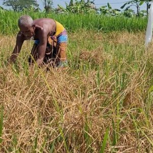 আমন ক্ষেতে পোকায় দিশেহারা কৃষক, বলছেন কৃষি কর্মকর্তাদের দেখা নেই