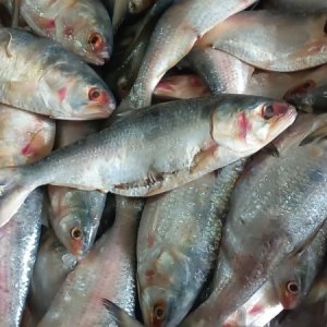 পচা ইলিশে সয়লাব বাজার