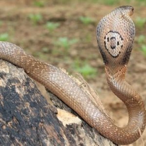 বসতঘর থেকে দশটি পদ্ম গোখরা সাপের বাচ্চা উদ্ধার