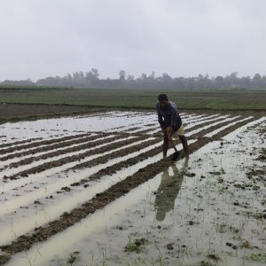 হঠাৎ বৃষ্টি ও দমকা হাওয়া; ধান, আলু ও সবজির ব্যাপক ক্ষতি