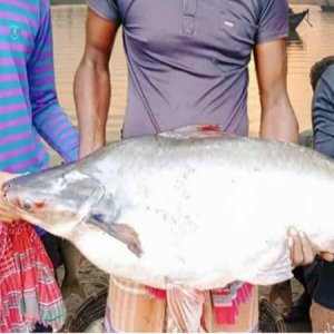 ইছামতিতে প্রতিদিনই ফেলেন বড়শি, আজ ধরা পড়লো ১৬ কেজি ওজনের মাছ