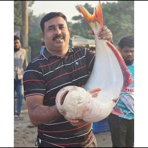 পদ্মায় ধরা পড়া বিশাল পাঙাশটি ৬৮ হাজার টাকায় বিক্রি