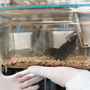 চীনা মহাকাশ স্টেশনে কেমন আছে ৪ ‘নভোচারী ইঁদুর’?