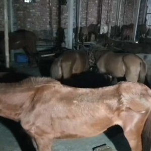 প্রতি রাতে রাজধানীসহ বিভিন্ন স্থানে সরবরাহ করা হতো ৩০-৪০টি ঘোড়ার মাংস