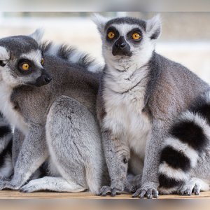 সাফারি পার্ক থেকে লেমুর চুরি, আন্তর্জাতিক পাচারচক্রের সদস্য গ্রেফতার