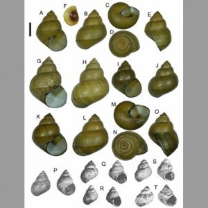 ১০০ বছর আগে ‘বিলুপ্ত’ শামুকের সন্ধান চীনে