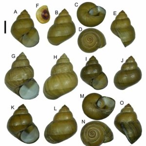 ১০০ বছর আগে ‘বিলুপ্ত’ শামুকের সন্ধান চীনে