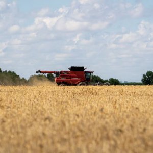 মার্কিন কৃষিপণ্য কেনা শুরু করেছে চীন